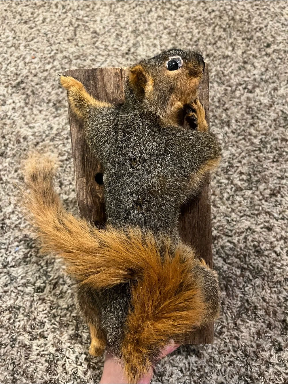 Rustic Gray and Orange Squirrel Wall Accent - Unbranded